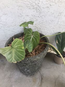 Recovering Philodendron Gloriosum