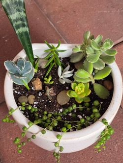 Succulents with pot