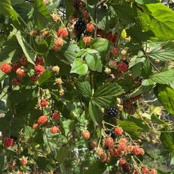2023 Plants Now Available - 2 Blackberry Plants - Organic Plants