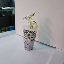 Variegated Alocasia Frydek (TC) (11)