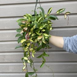 6” Hoya Carnosa Rubra