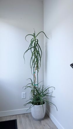 Candelabra Aloe (Aloe arborescens) House Plant