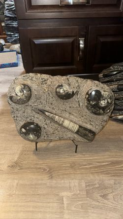 Ammonite And Orthoceras Fossil Plate