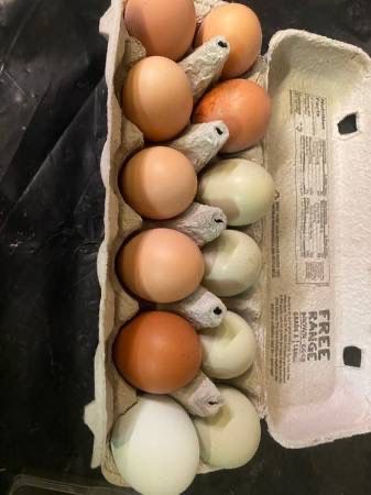 Eggs For Hatching