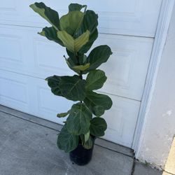 Fiddle Leaf Fig