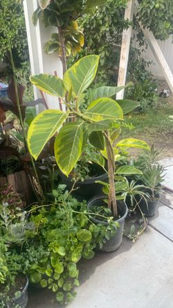 Tree plant / planta