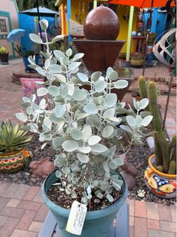 Kalanchoe Hildebrandtii SILVER TEASPOONS Succulent Plant