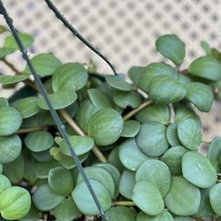 Peperomia Hope in 6 Inches Hanger Pot
