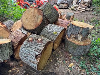 Large Fresh-Cut Hardwood Logs FREE!