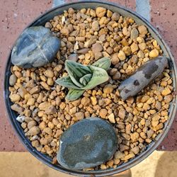 Gasteria Aloe Hybrid "Green Ice" Collectible 