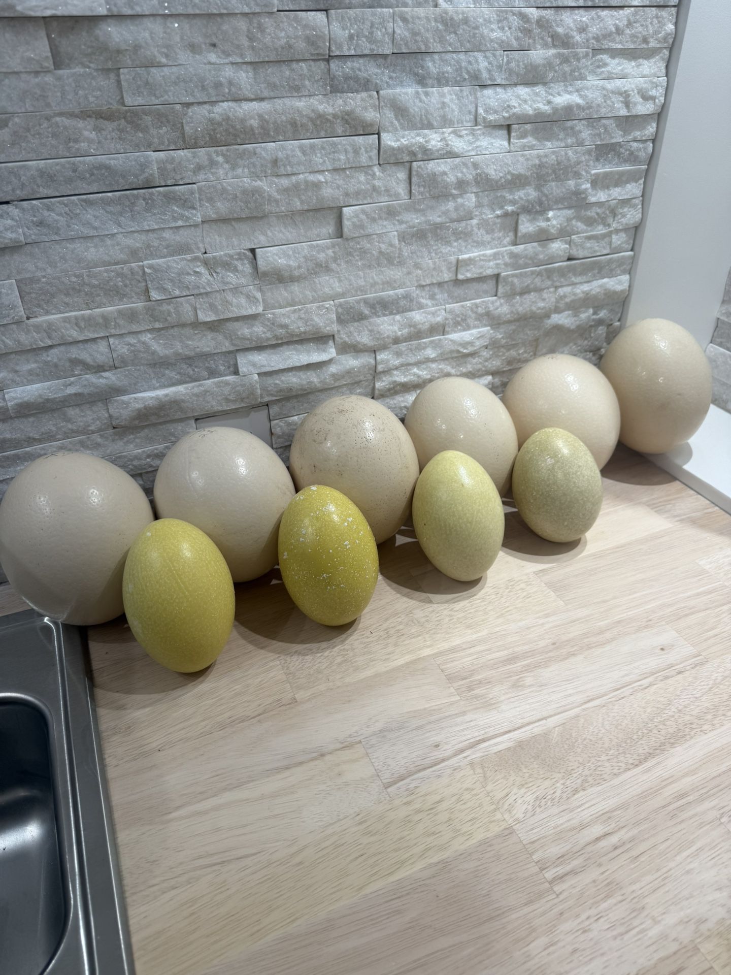 Ostrich eggs, Fertile, Consumable & Blown Out