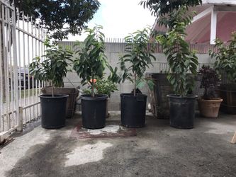 Guanábana