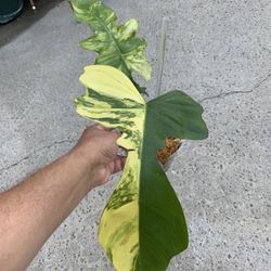 Philodendron Mayoii X Florida Beauty Variegated Top Cut Rooted New Hybrid 
