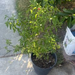 Chiltepin Pepper Plant