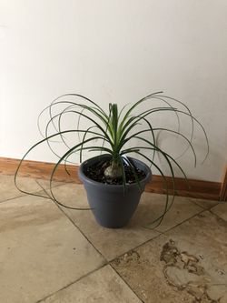 Ponytail Plant