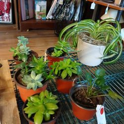 House Plants 🪴, Antiques, Furniture, Glassware, Jewelry, Toys 