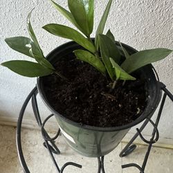 ZZ Plant 