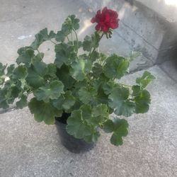 Geranium Plant 