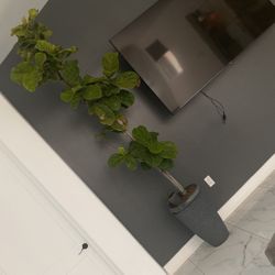 Ficus Lyrata 8 Ft