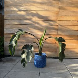 Birds Of Paradise In Blue Decorate Planter