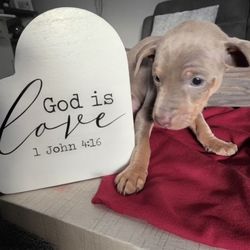  valentine's Home Decor 