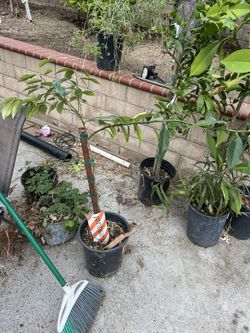 Kumquat Tree
