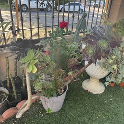 Huge Succulent Plants In A Big Pot