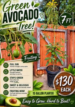 Green avocado tree 🌳🥑🥑💚