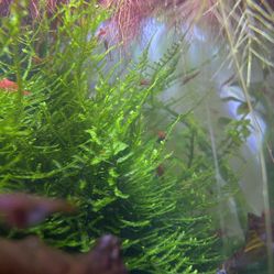 Java M0ss Aquarium Plant 