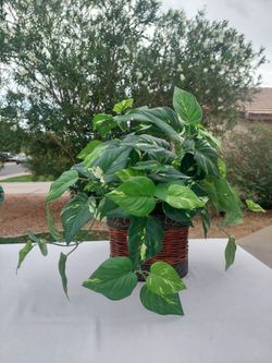 Fake House Plant 🪴