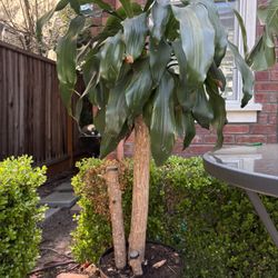Corn Plant And monstera