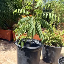 Curry Leaf Plant 3 Year Old