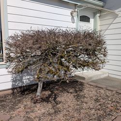 Japanese Maple Tree $1