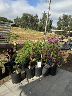 Plant Sale!!!!