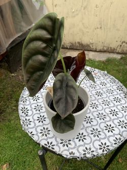 Indoor Plant