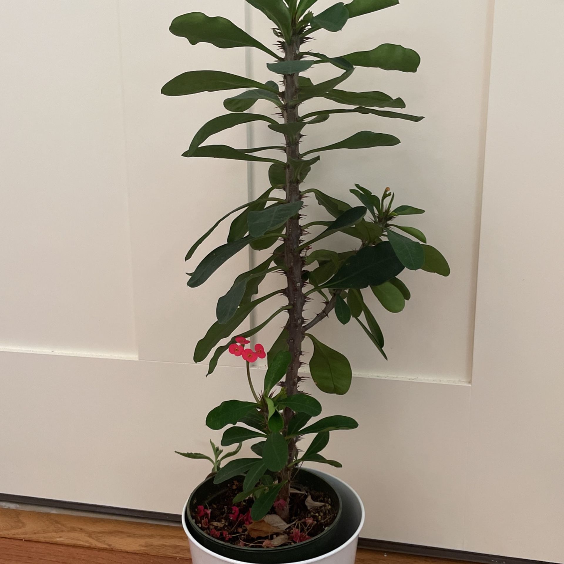 Crown Of Thorns