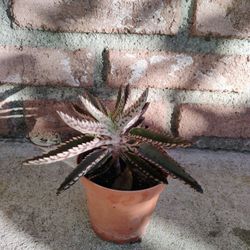 Kalanchoe Plant