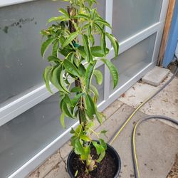 Flowering SUEBELLE WHITE SAPOTE TREE