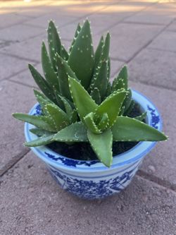 Beautiful Organic Healthy Aloe Vera Plant Natural Succulent In Ceramic Pot Home Patio Yard Garden