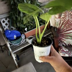 Alocasia Ear Elephant Plant  5 Each 