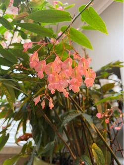 Large angel wings begonia in bloom asking for $25