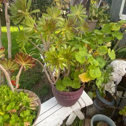 Small Plants