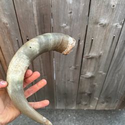 Nice Bovine/Cow/Bull Horns STEER LONGHORN horns TAXIDERMY  Unpolished