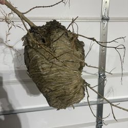 Bald Hornets Nest. Approximately 15x9”