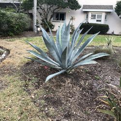 Blue Agave 40 gal cactus