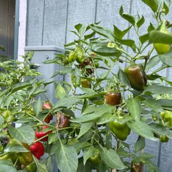 Cajun Bell Pepper Seeds