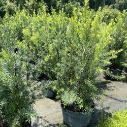 15 gallon podocarpus 4’-5’ feet 