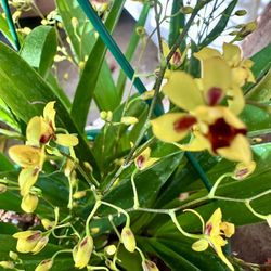 Oncidium Krimson Gold Scented Orchid  12” Pot 