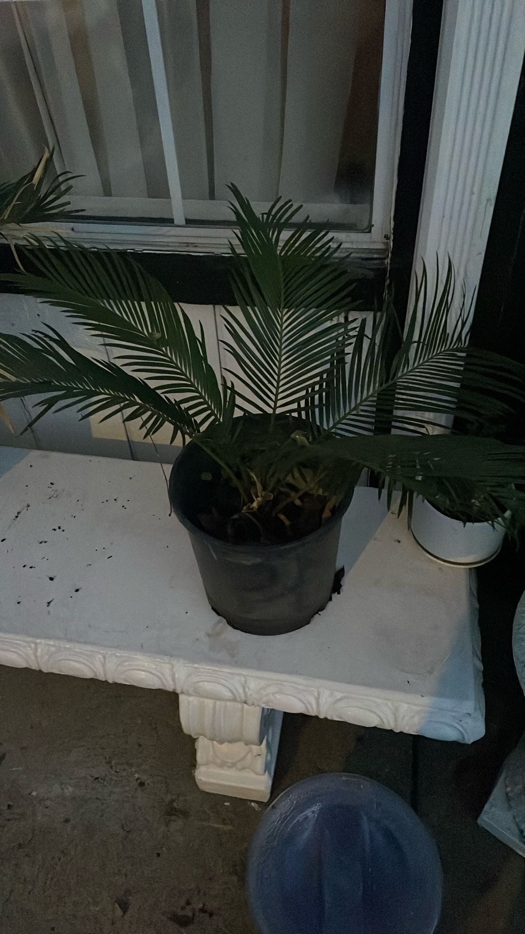 Sago Palm 3 Gallon
