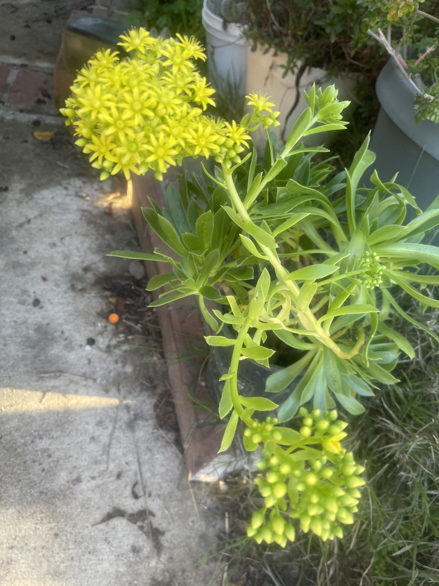 Plant With Few Blooming Succulent